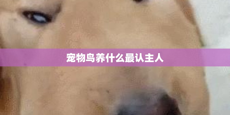 宠物鸟养什么最认主人 宠物鸟养什么最认主人
