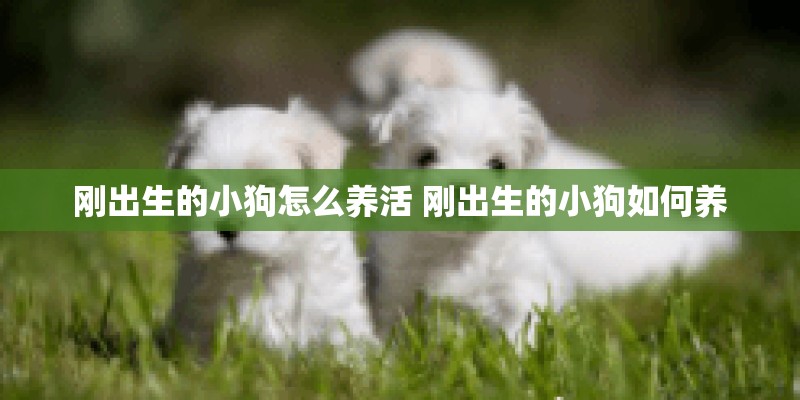 刚出生的小狗怎么养活 刚出生的小狗如何养 刚出生的小狗怎么养活 刚出生的小狗如何养