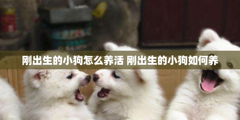 刚出生的小狗怎么养活 刚出生的小狗如何养 刚出生的小狗怎么养活 刚出生的小狗如何养