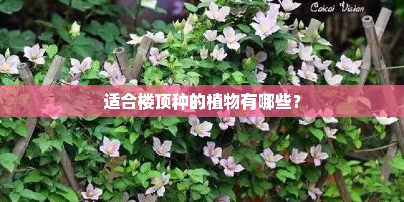 适合楼顶种的植物有哪些？