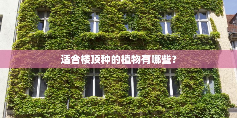 适合楼顶种的植物有哪些? 适合楼顶种的植物有哪些?
