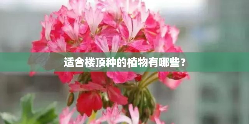 适合楼顶种的植物有哪些? 适合楼顶种的植物有哪些?