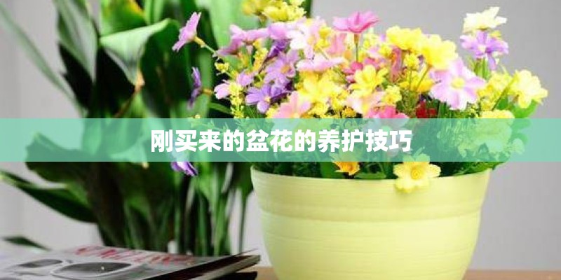刚买来的盆花的养护技巧 刚买来的盆花的养护技巧