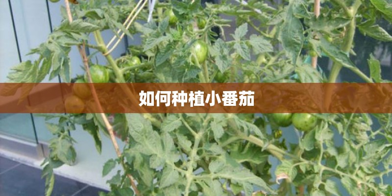 如何种植小番茄 如何种植小番茄