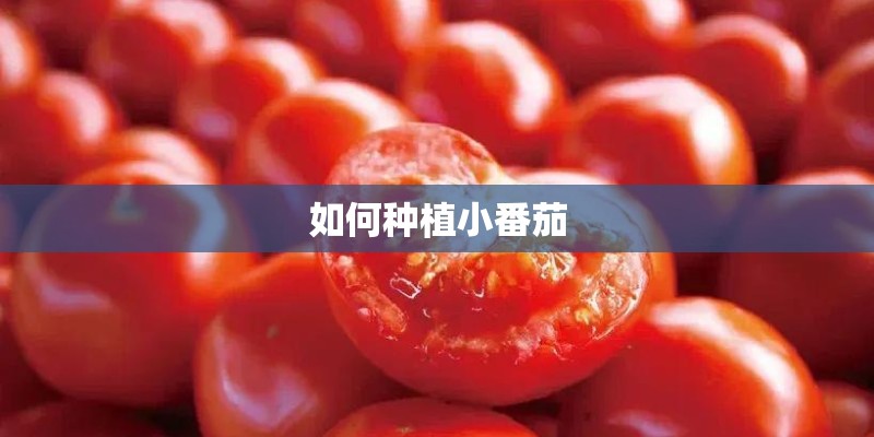 如何种植小番茄