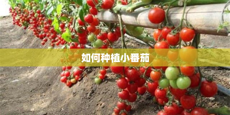如何种植小番茄 如何种植小番茄