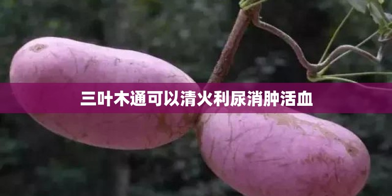 三叶木通可以清火利尿消肿活血 三叶木通可以清火利尿消肿活血
