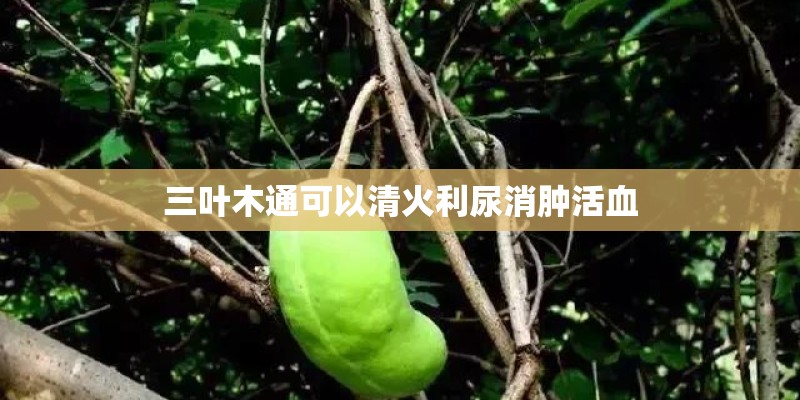 三叶木通可以清火利尿消肿活血 三叶木通可以清火利尿消肿活血