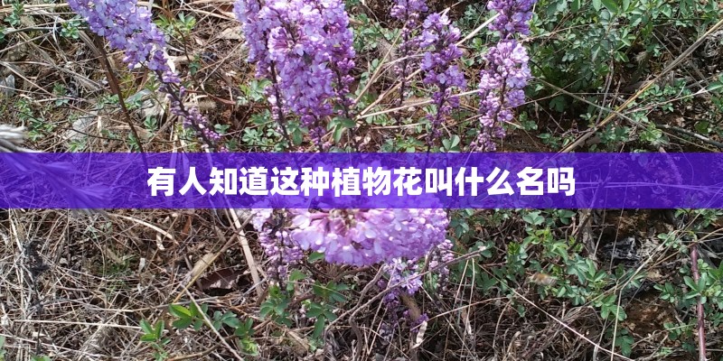 有人知道这种植物花叫什么名吗
