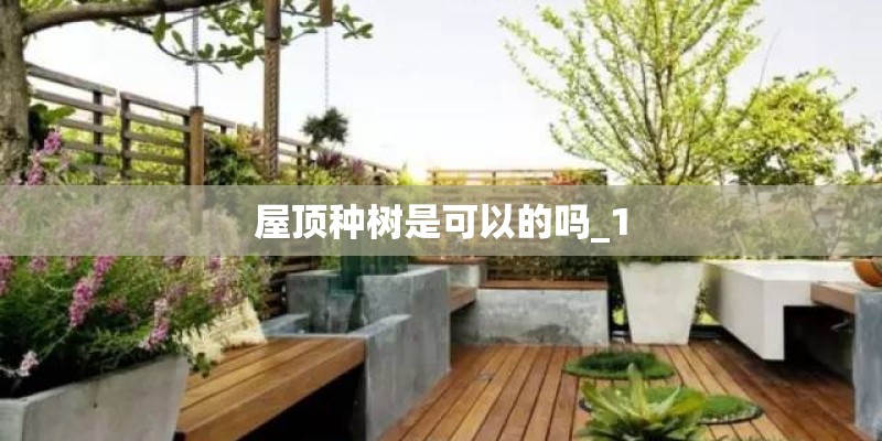 屋顶种树是可以的吗_1