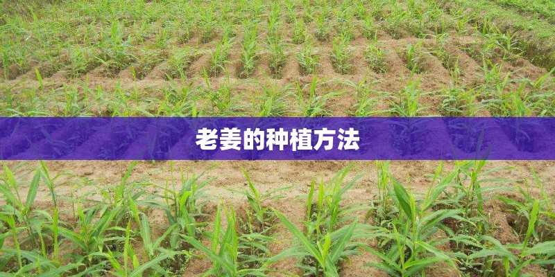 老姜的种植方法 老姜的种植方法