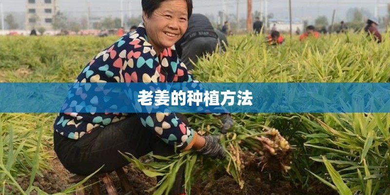 老姜的种植方法 老姜的种植方法