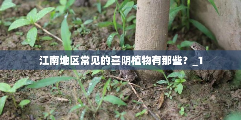 江南地区常见的喜阴植物有那些?_1 江南地区常见的喜阴植物有那些?_1