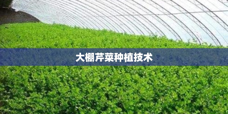 大棚芹菜种植技术