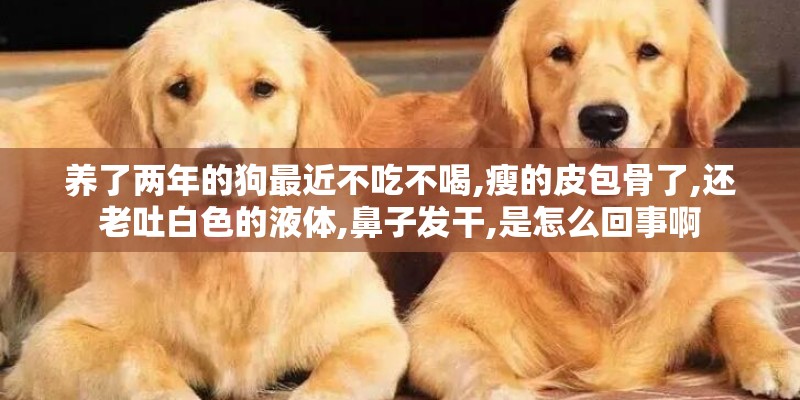 养了两年的狗最近不吃不喝,瘦的皮包骨了,还老吐白色的液体,鼻子发干,是怎么回事啊 养了两年的狗最近不吃不喝,瘦的皮包骨了,还老吐白色的液体,鼻子发干,是怎么回事啊