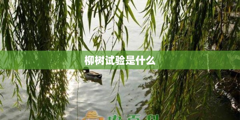 柳树试验是什么 柳树试验是什么