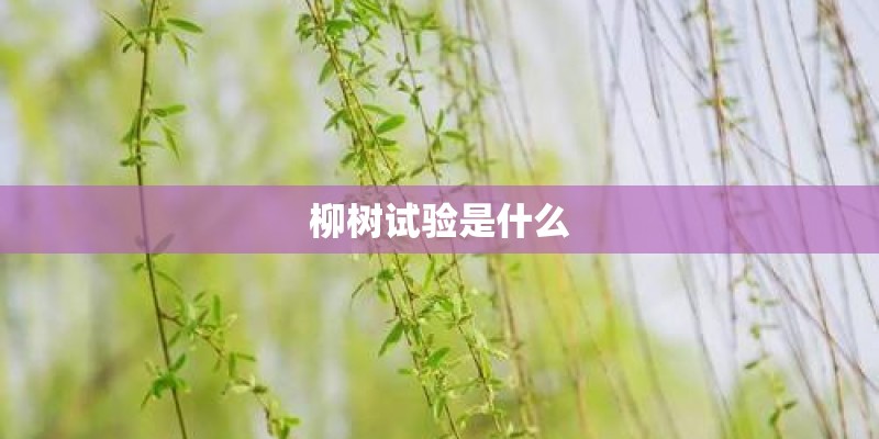 柳树试验是什么 柳树试验是什么