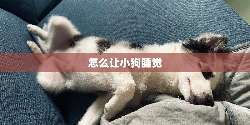 怎么让小狗睡觉 怎么让小狗睡觉
