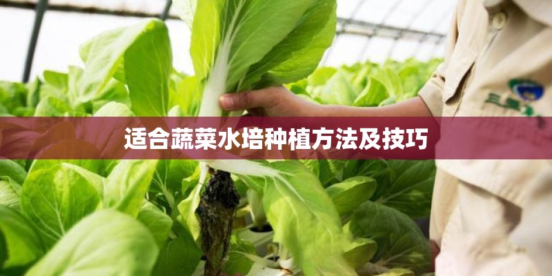 适合蔬菜水培种植方法及技巧