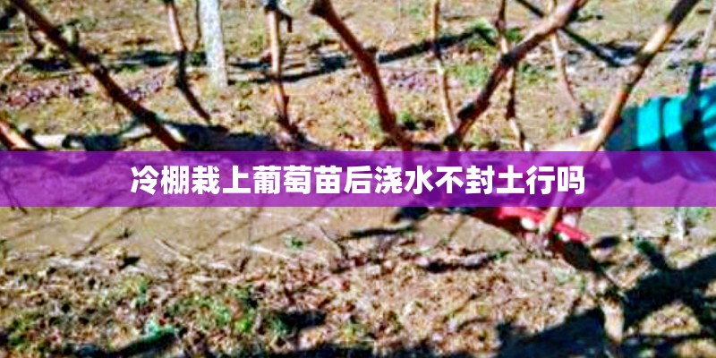 冷棚栽上葡萄苗后浇水不封土行吗 冷棚栽上葡萄苗后浇水不封土行吗