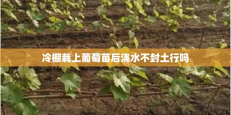 冷棚栽上葡萄苗后浇水不封土行吗 冷棚栽上葡萄苗后浇水不封土行吗