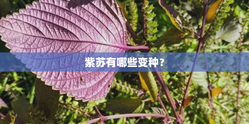 紫苏有哪些变种? 紫苏有哪些变种?