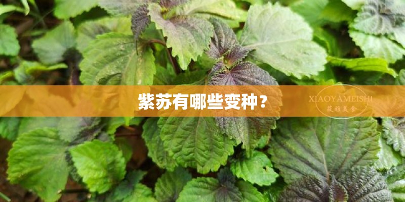 紫苏有哪些变种? 紫苏有哪些变种?