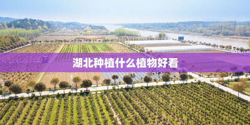 湖北种植什么植物好看 湖北种植什么植物好看