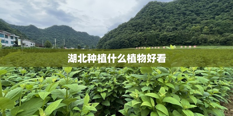 湖北种植什么植物好看 湖北种植什么植物好看