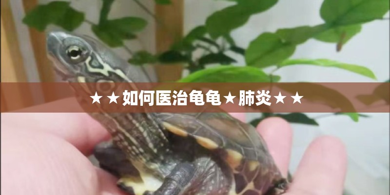 ★★如何医治龟龟★肺炎★★