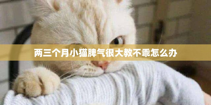 两三个月小猫脾气很大教不乖怎么办
