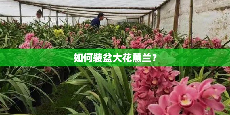 如何装盆大花蕙兰? 如何装盆大花蕙兰?