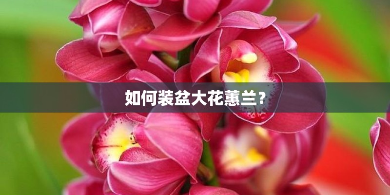 如何装盆大花蕙兰? 如何装盆大花蕙兰?