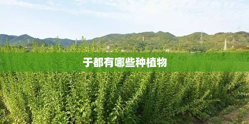 于都有哪些种植物 于都有哪些种植物