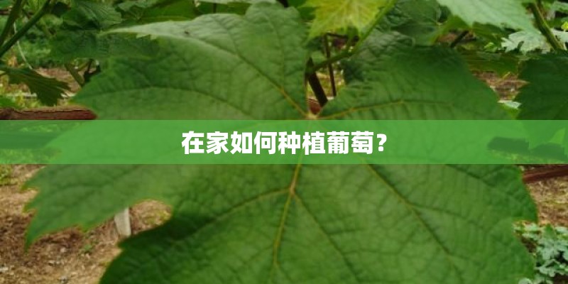 在家如何种植葡萄? 在家如何种植葡萄?