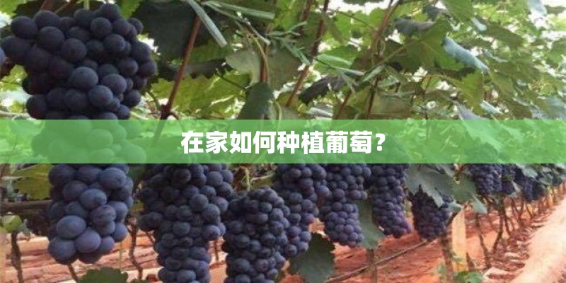 在家如何种植葡萄? 在家如何种植葡萄?