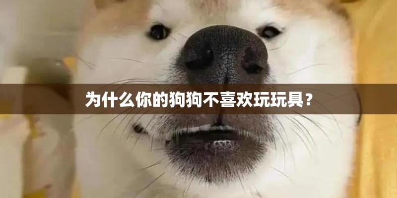 为什么你的狗狗不喜欢玩玩具? 为什么你的狗狗不喜欢玩玩具?