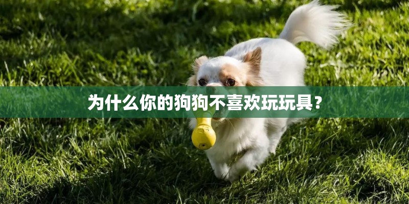为什么你的狗狗不喜欢玩玩具? 为什么你的狗狗不喜欢玩玩具?