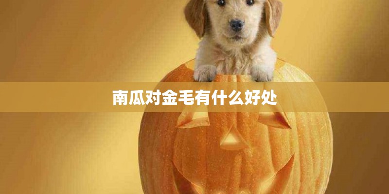 南瓜对金毛有什么好处