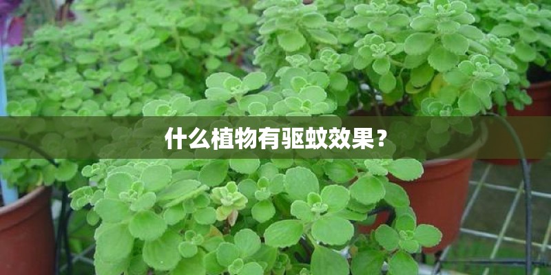 什么植物有驱蚊效果? 什么植物有驱蚊效果?