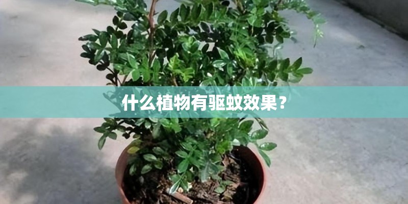 什么植物有驱蚊效果? 什么植物有驱蚊效果?