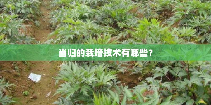 当归的栽培技术有哪些？