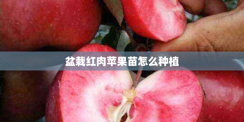 盆栽红肉苹果苗怎么种植 盆栽红肉苹果苗怎么种植