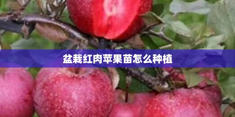 盆栽红肉苹果苗怎么种植 盆栽红肉苹果苗怎么种植