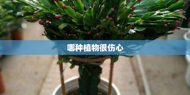 哪种植物很伤心 哪种植物很伤心