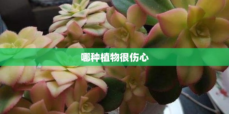 哪种植物很伤心 哪种植物很伤心