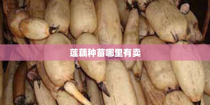 莲藕种苗哪里有卖 莲藕种苗哪里有卖