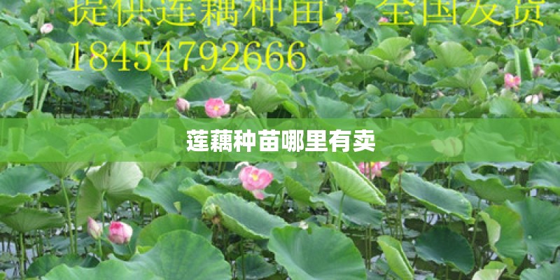 莲藕种苗哪里有卖 莲藕种苗哪里有卖