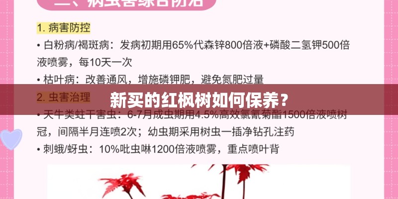 新买的红枫树如何保养？