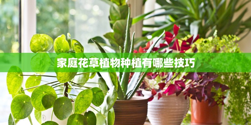 家庭花草植物种植有哪些技巧 家庭花草植物种植有哪些技巧